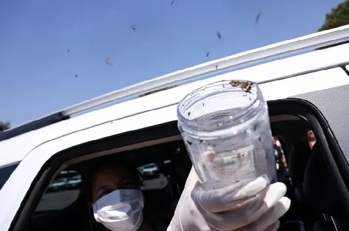 Saúde libera mosquitos estéreis para frear reprodução do Aedes 